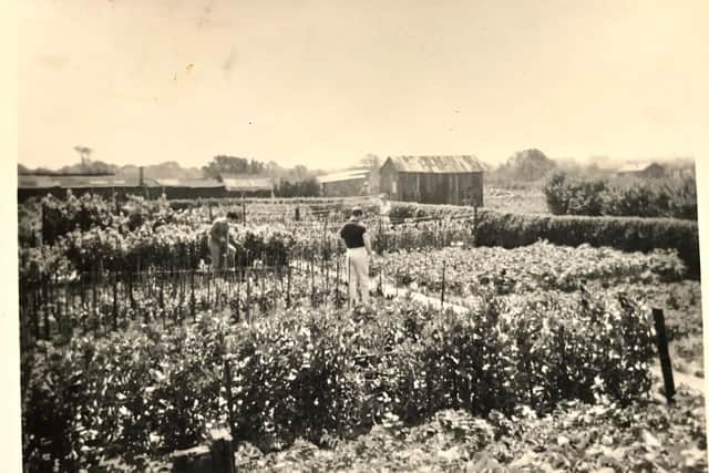 CAPTION: *Photos show Ray and his family on their no-dig allotment. The script written on the back of each photo reads ‘Ray – John – Ma. Allotment Garden. Bentley Yorks. Age 25 1960. 1st Prize (council). My father George’s Garden without digging.’
