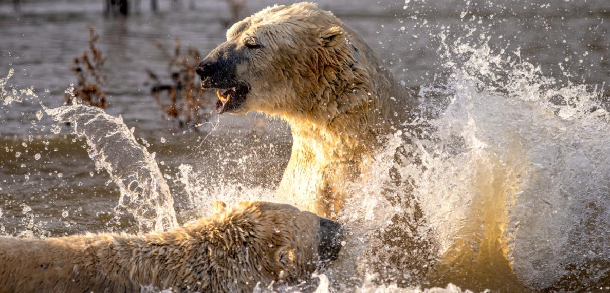 Yorkshire Wildlife Park reopens with a splash | Doncaster Free Press