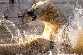 Polar bears splashing around at Yorkshire Wildlife Park.