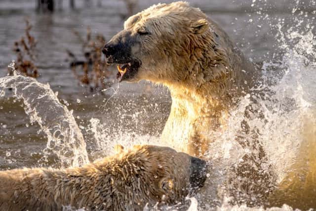 Polar bears splashing around at Yorkshire Wildlife Park.