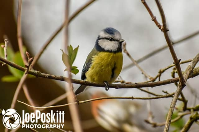 Blue Tit in the garden by Joe Poskitt