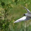 Black Headed Gull showing off its airel skills over Sandall Park lake