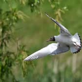 Black Headed Gull showing off its airel skills over Sandall Park lake