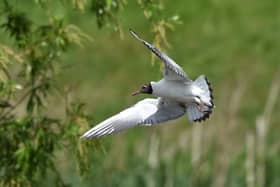 Black Headed Gull showing off its airel skills over Sandall Park lake