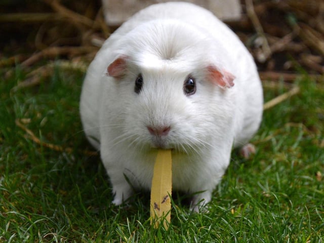 Guinea Pig Village at Tropical Butterfly House