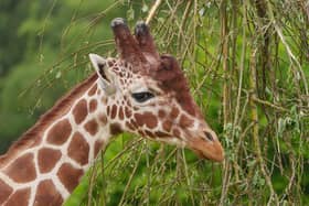 The Yorkshire Wildlife Park is seeking donations of tree branches and leaves for animals to eat.