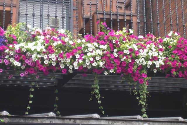 Some of the hanging baskets similar to the ones stolen in Doncaster town centre.