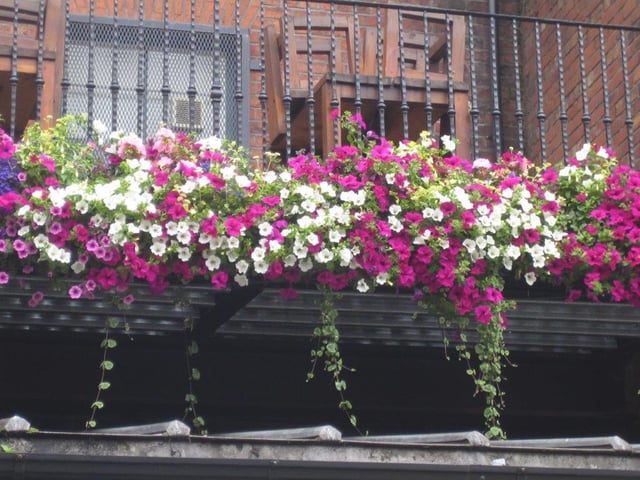 Some of the hanging baskets similar to the ones stolen in Doncaster town centre.