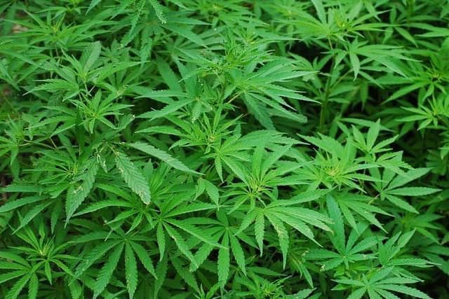 Sheffield Crown Court has heard how a South Yorkshire drug-user who was caught growing 18 cannabis plants at his rented property has been given six months of custody suspended for 12 months with 150 hours of unpaid work. Picture courtesy of Pixabay.