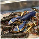 The rare blue lobster has now been returned to the sea.