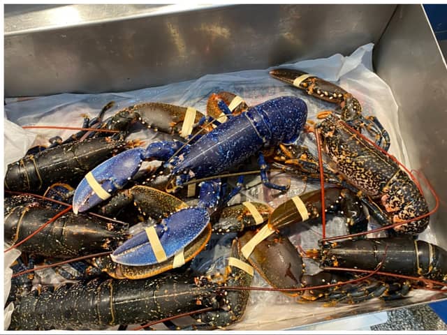 The rare blue lobster has now been returned to the sea.