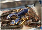 The rare blue lobster has now been returned to the sea.