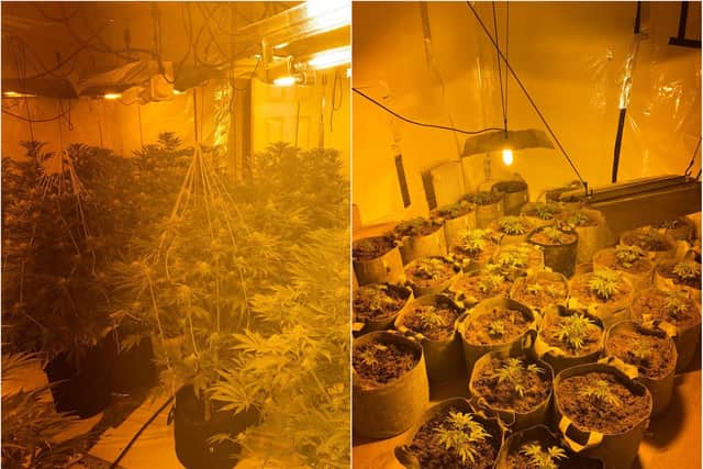 Police found dozens of cannabis plants inside the property in Hexthorpe.