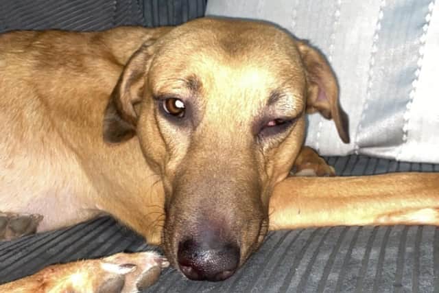 A vet report found Max had suffered blunt force trauma injuries by physical abuse.