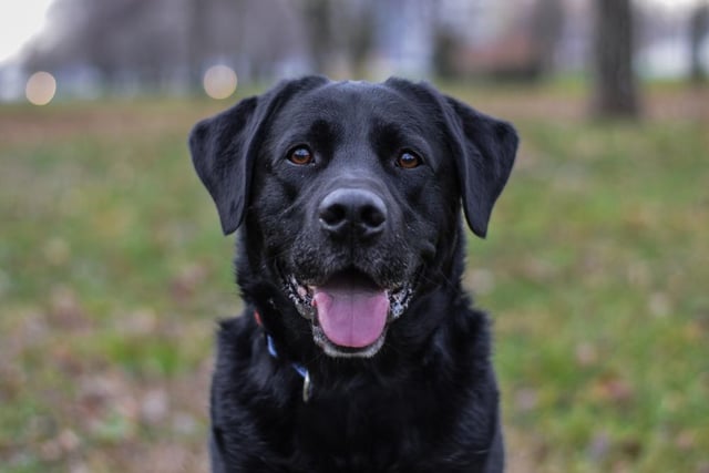 Training usually comes naturally to this popular breed of dog, who are always eager to please their owners (Photo: Shutterstock)