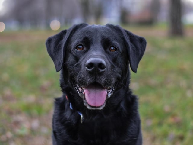 Training usually comes naturally to this popular breed of dog, who are always eager to please their owners (Photo: Shutterstock)