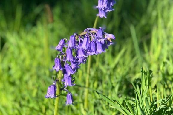 Check out the wonderful bluebell photos from Doncaster people.