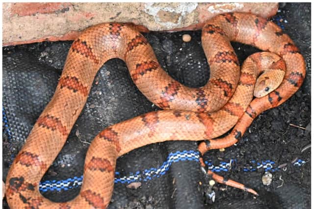The snake was found curled up beneath plant pots in a Doncaster garden.