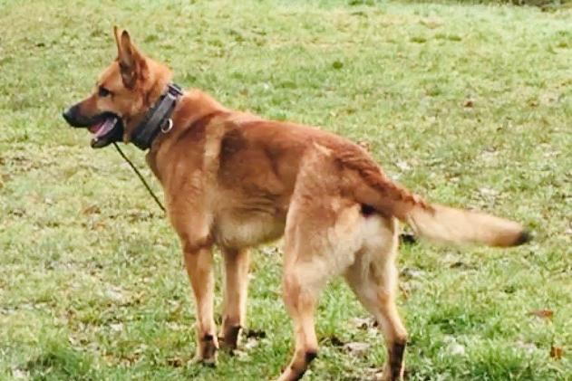 PD Harv is a five-year-old German Shepherd and Belgian Malinois cross. He was born in Hungary and lived in Eindhoven in the Netherlands, before coming to Lancashire Police in 2016. He has felt at home in South Ribble ever since being licensed with his handler. Harv recently became a specialist ‘Tactical Firearms Support Dog’, after completing a four week
course alongside his human colleagues from Armed Response.