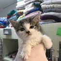 This tiny kitten was found abandoned in a South Yorkshire field with a severely fractured leg which left her leg ‘almost hanging off’. The RSPCA have name her Hattie