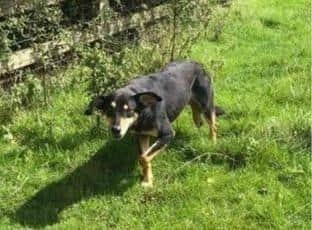 Keep your eyes peeled for Olly.