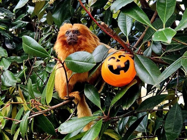 Yorkshire Wildlife Park is celebrating Halloween.