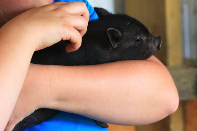 Babe the piglet, a 'miracle piglet' who appears to have been fathered by a pig that had been castrated. Pictured at Manor Estate Farm, Toll Bar. Babe is pictured with Ami Downs from the farm. Picture: Chris Etchells