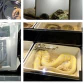 Some of the reptiles on sale in Doncaster.