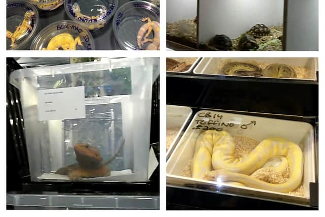 Some of the reptiles on sale in Doncaster.