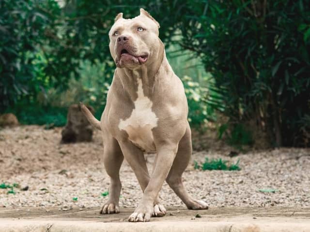 AN XL Bully type dog. Picture: Adobe Stock.