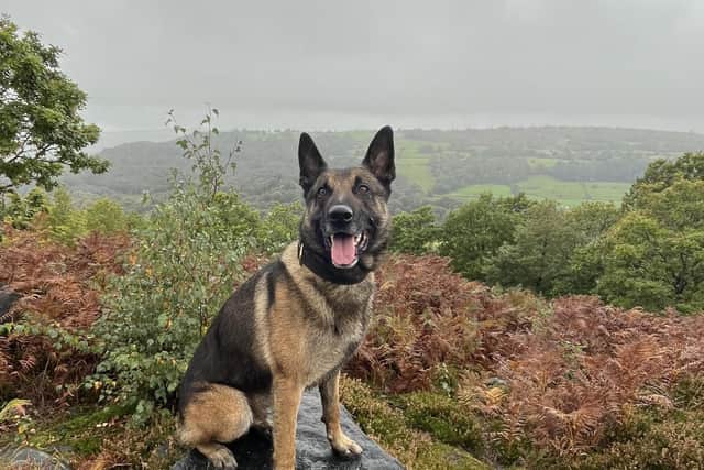 Police dog Reggie helped to detain two men on his shift.
