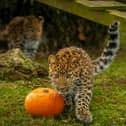 Leopard cubs have been enjoying the pumpkins at Yorkshire Widlife Park.