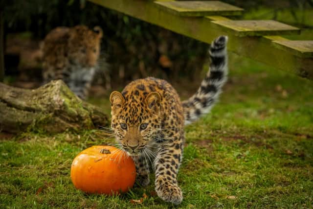 Leopard cubs have been enjoying the pumpkins at Yorkshire Widlife Park.