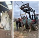 Elderly horse Flash was rescued by fire crews.