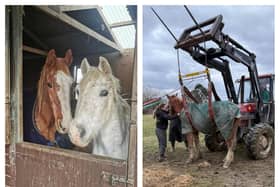Elderly horse Flash was rescued by fire crews.