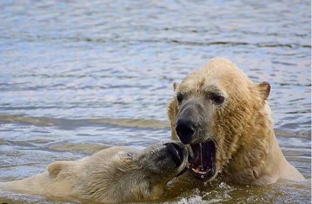 Sadly this week the polar bear named Victor passed away at Yorkshire Wildlife Park. Photo from @isaacj_photography which he posted when the news broke.