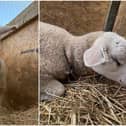 Poor Darcy, who is four months old, was born without eyeballs.