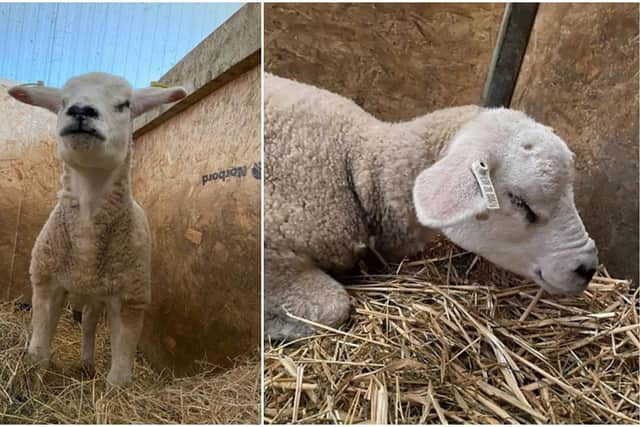 Poor Darcy, who is four months old, was born without eyeballs.