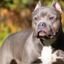 53% of British public say XL bully dogs should be banned.