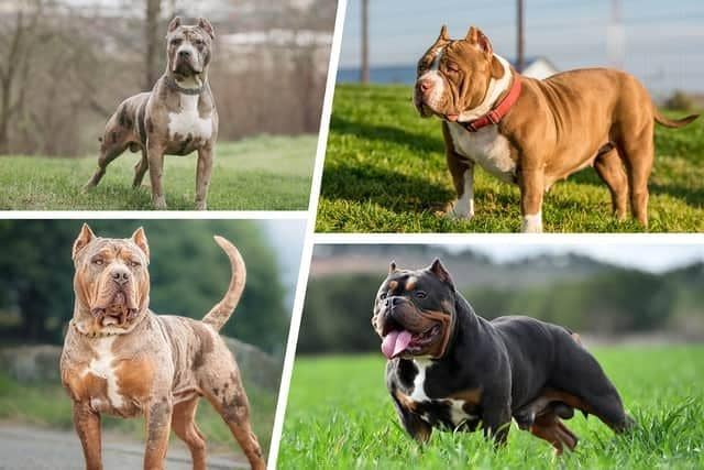 American XL - or extra large - bullies (left) are a comparatively new dog breed derived from American pit bull terriers (right) (Picture: NationalWorld/Adobe Stock)