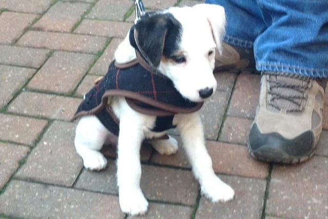 Charlie the Parson Russell Terrier all ready for his first outing - sent in by June Watkins
