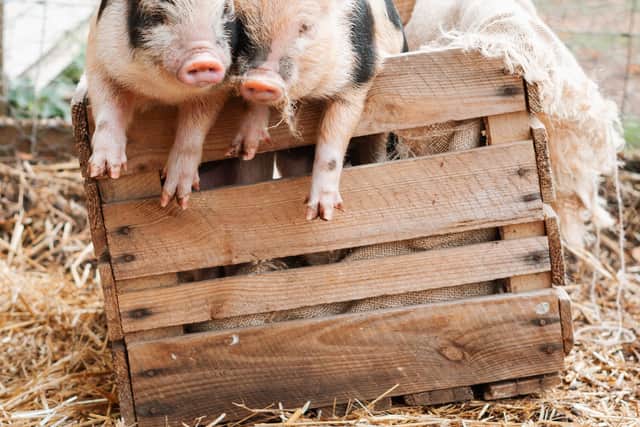 Pigs make amazing loving pets - Animal News Agency