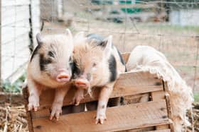 Pigs make amazing loving pets - Animal News Agency