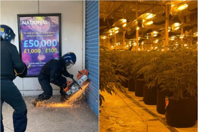 Police found hundreds of cannabis plants in a raid on a bingo hall.