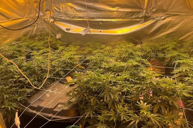 Police raided the cannabis farm in Toll Bar.
