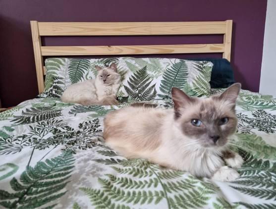 This pair of ragdolls are a bundle of joy. Eddie is three years old and Bella is six, but they're both curious and playful like you'd expect a kitten to be.