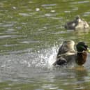 More than 100 water pollution incidents not visited immediately in Doncaster – as attendance drops across England.
