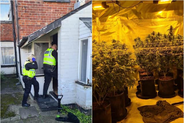 Police seized 200 cannabis plants at the house in Bentley.