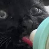 Smudge had to be rescued from the M18 near Doncaster. (Photo: National Highways).