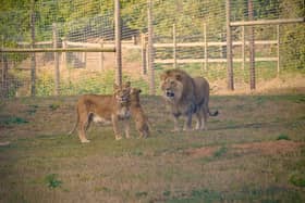 A symbol of hope from the ravages of the Ukraine conflict as three lion cubs take their first tentative steps at Doncaster's Yorkshire Wildlife Park.